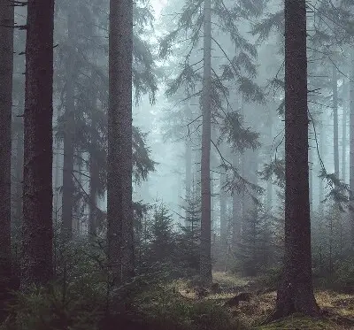 Estores de rolo em tecido Floresta à noite