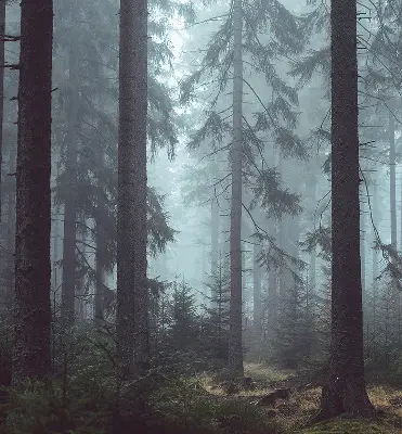 Estores de rolo em tecido Floresta à noite