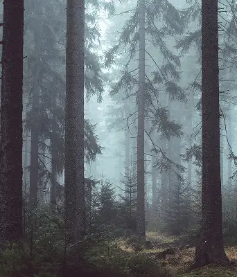 Estores de rolo em tecido Floresta à noite