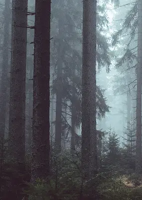 Estores de rolo em tecido Floresta à noite