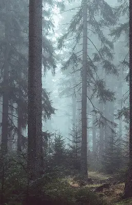 Estores de rolo em tecido Floresta à noite