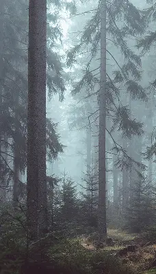Estores de rolo em tecido Floresta à noite