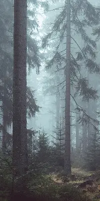 Estores de rolo em tecido Floresta à noite