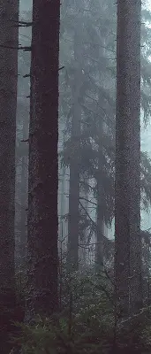 Estores de rolo em tecido Floresta à noite