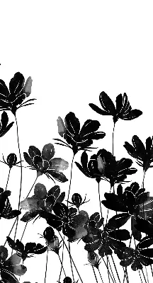 Estores de rolo para janela flores pretas