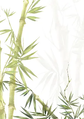 Estores de rolo para janela Bambu