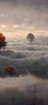 Estores de rolo para porta de varanda Árvores na neblina
