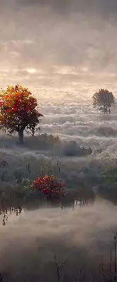 Estores de rolo para porta de varanda Árvores na neblina