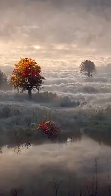 Estores de rolo para porta de varanda Árvores na neblina
