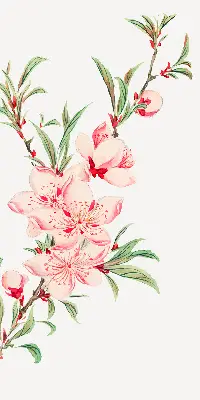 Estores de rolo interiores para janela Flor rosa