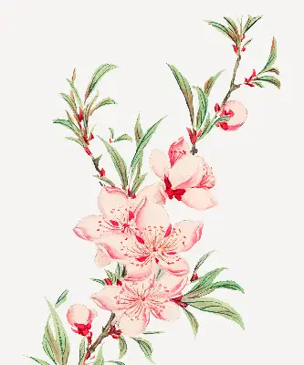 Estores de rolo interiores para janela Flor rosa