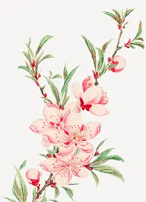 Estores de rolo interiores para janela Flor rosa