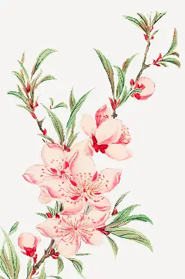 Estores de rolo interiores para janela Flor rosa