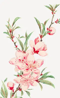 Estores de rolo interiores para janela Flor rosa