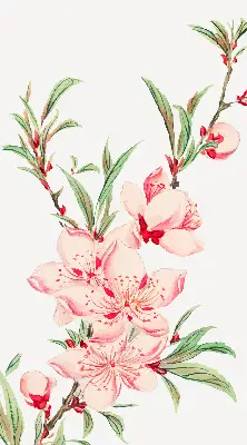 Estores de rolo interiores para janela Flor rosa