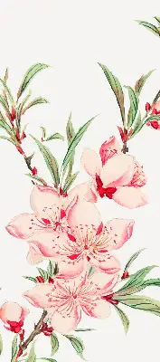 Estores de rolo interiores para janela Flor rosa