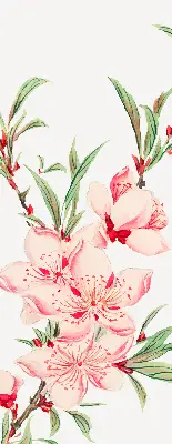 Estores de rolo interiores para janela Flor rosa