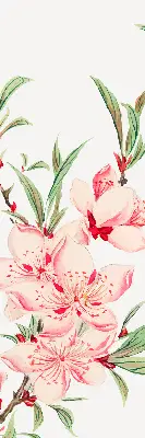 Estores de rolo interiores para janela Flor rosa