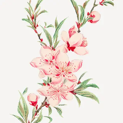 Estores de rolo interiores para janela Flor rosa