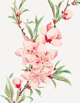 Estores de rolo interiores para janela Flor rosa