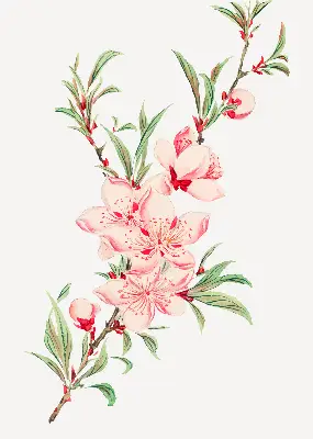 Estores de rolo interiores para janela Flor rosa