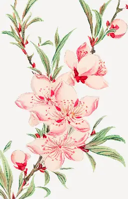 Estores de rolo interiores para janela Flor rosa