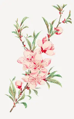 Estores de rolo interiores para janela Flor rosa