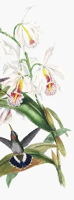 Estores de rolo para janela Pássaros em uma flor
