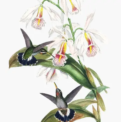 Estores de rolo para janela Pássaros em uma flor