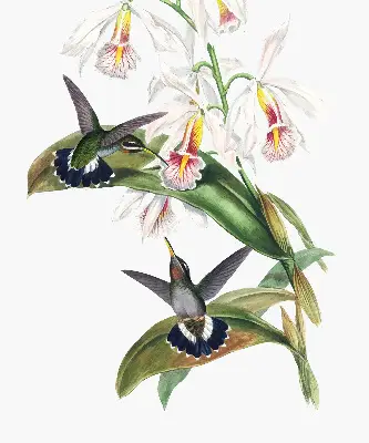Estores de rolo para janela Pássaros em uma flor