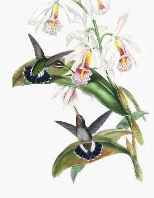 Estores de rolo para janela Pássaros em uma flor