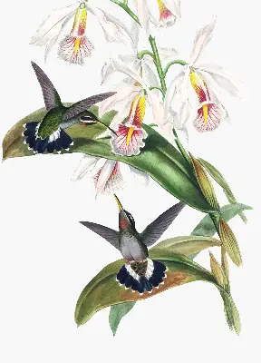 Estores de rolo para janela Pássaros em uma flor