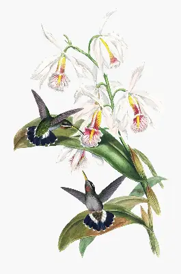 Estores de rolo para janela Pássaros em uma flor