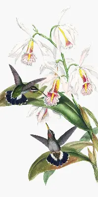 Estores de rolo para janela Pássaros em uma flor
