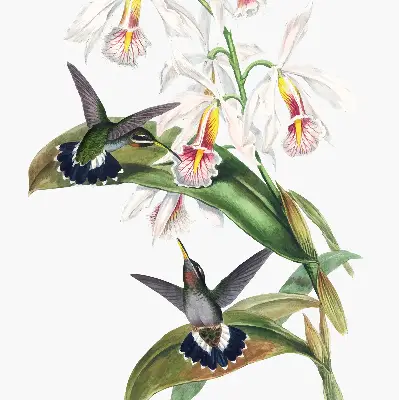 Estores de rolo para janela Pássaros em uma flor