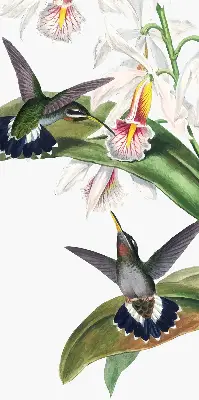 Estores de rolo para janela Pássaros em uma flor