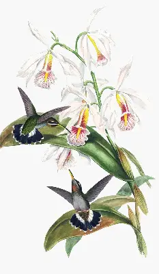 Estores de rolo para janela Pássaros em uma flor