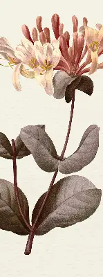 Estores de rolo para porta de varanda Flor caindo
