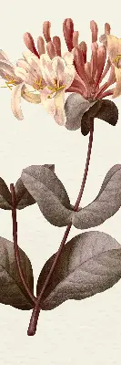 Estores de rolo para porta de varanda Flor caindo