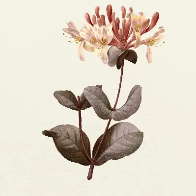Estores de rolo para porta de varanda Flor caindo