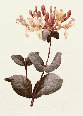 Estores de rolo para porta de varanda Flor caindo