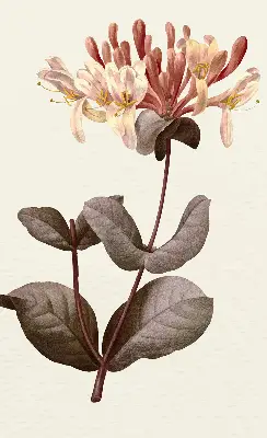 Estores de rolo para porta de varanda Flor caindo
