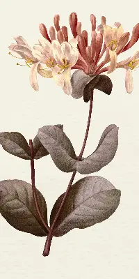 Estores de rolo para porta de varanda Flor caindo