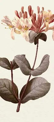 Estores de rolo para porta de varanda Flor caindo