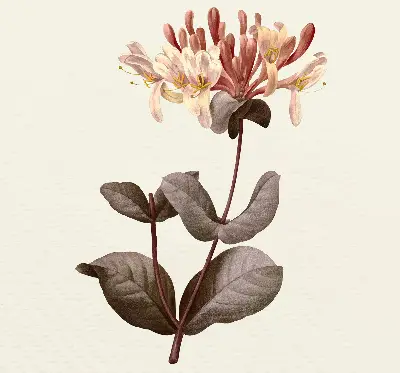 Estores de rolo para porta de varanda Flor caindo