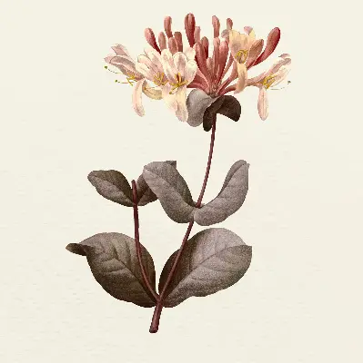 Estores de rolo para porta de varanda Flor caindo