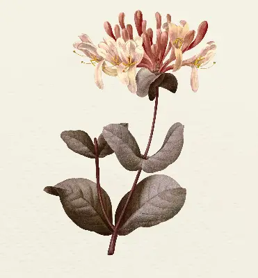 Estores de rolo para porta de varanda Flor caindo