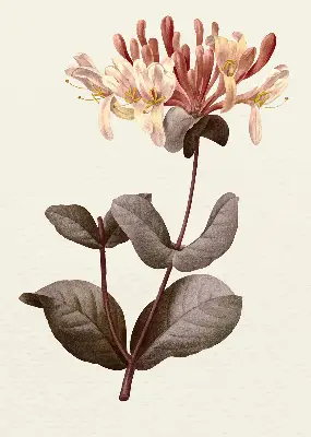 Estores de rolo para porta de varanda Flor caindo