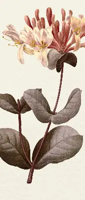 Estores de rolo para porta de varanda Flor caindo
