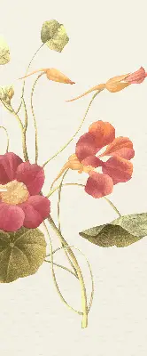 Estores de rolo interiores para janela Flor